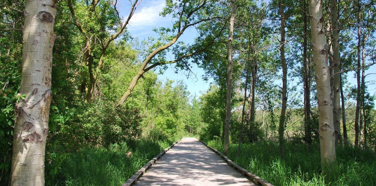 Boardwalk at Island Lake